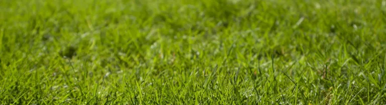 Green lawn in the daytime