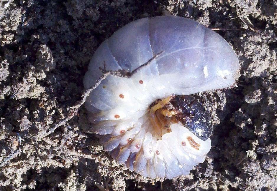 A grub in the soil