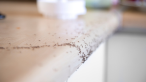 Ants crawling on a kitchen countertop