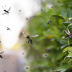 A swarm of mosquitoes flying near a house