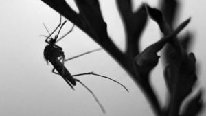 A close-up black and white photo of a mosquito perched on a plant.