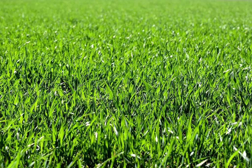 Midwest Lawn Care: The Grass That Grows in Shade 