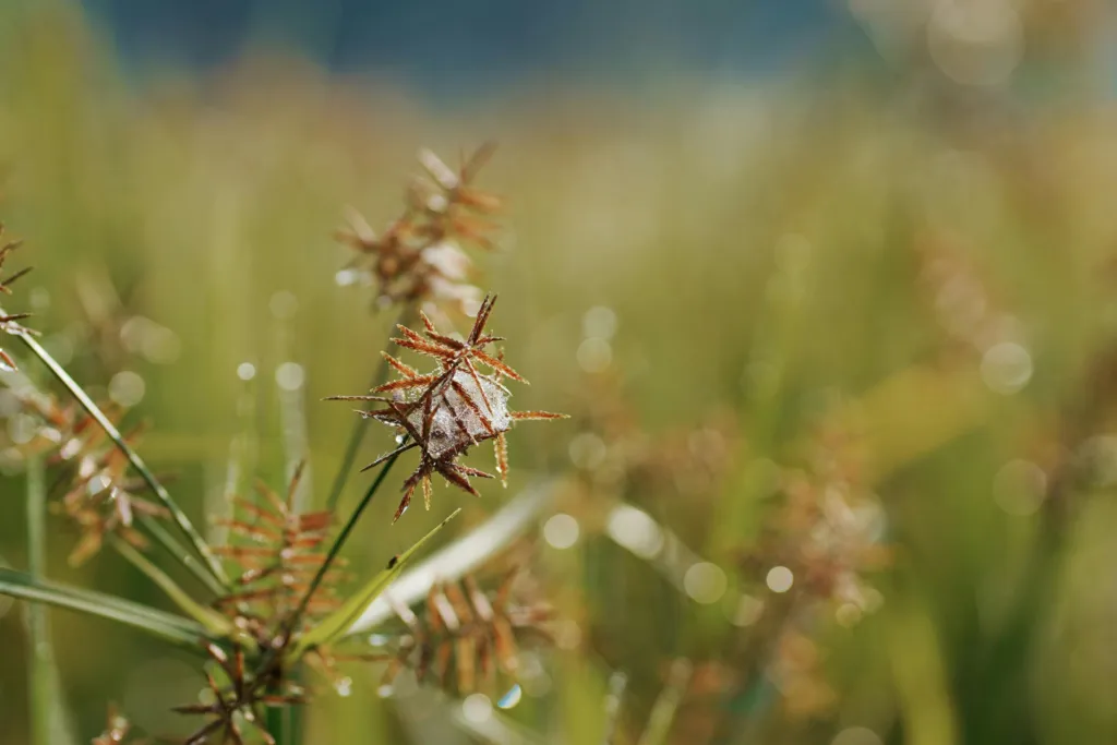 Nutsedge Weed: All About The Weed That Looks Like Grass